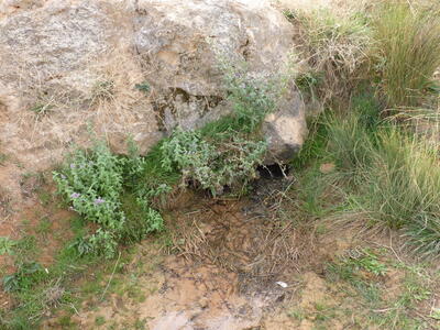 Fuente el Viso - imagen 4