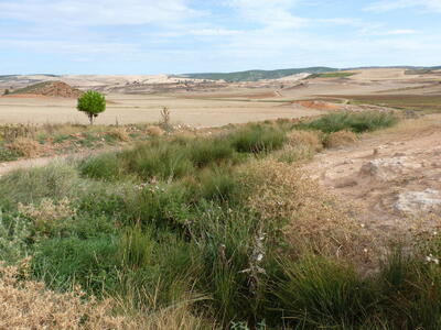 Fuente el Viso - imagen 5