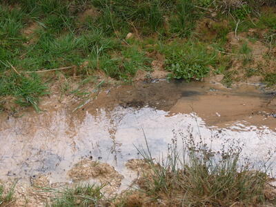 Fuente el Viso - imagen 6