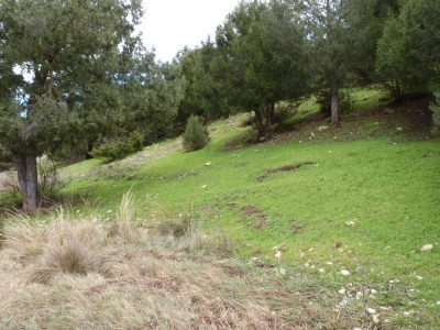 Fuente de Pedro Navélez - imagen 9