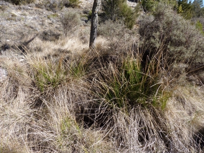 Arroyo Frío - imagen 2