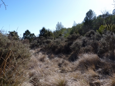 Arroyo Frío - imagen 4