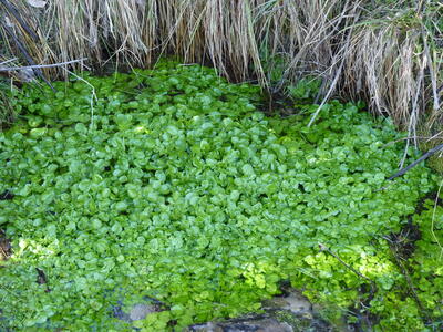 Fuente el Berro - imagen 2