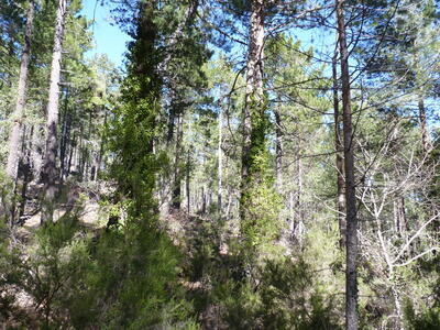 Fuente los Brosquilejos - imagen 6