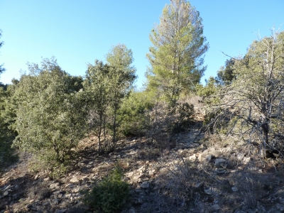 Fuente el Pino - imagen 5