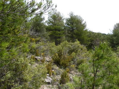 Fuente las Reillas - imagen 5