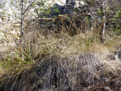 Fuente de la Urraca - imagen 3