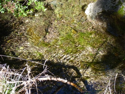 Fuente del Sauco - imagen 2