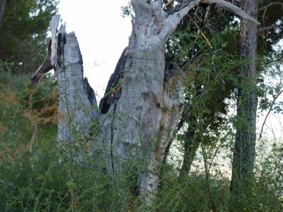 Fuente de las Calenturas - imagen 1