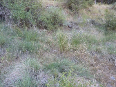 Fuente de las Calenturas - imagen 3
