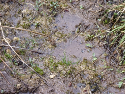 Nacimiento del río Henarrubia - imagen 3