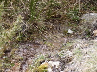 Nacimiento del río Henarrubia - imagen 7