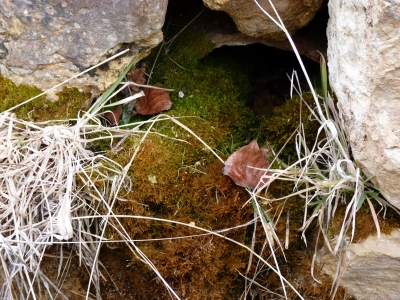 Fuente del Piojo - imagen 3