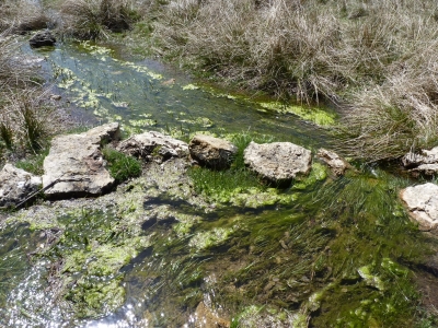 Fuente del Pino - imagen 3