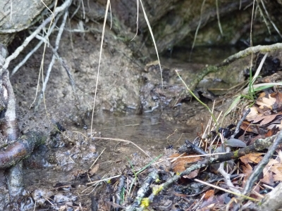 Fuente del Cañamar - imagen 5