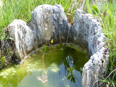 La Colmena de la Fuente de los Bujes - imagen 3