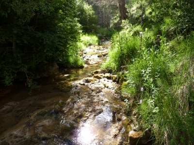 Fuente de los Curas - imagen 5