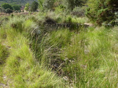 Fuente Cañigralejo - imagen 8