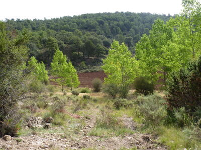Fuente Cañigralejo - imagen 9