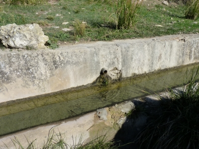 Fuente del Ardal - imagen 5