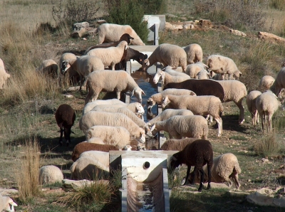 Fuente del Enebrillo - imagen 9