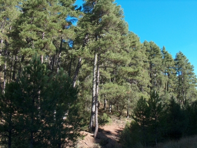 Las Fuentecillas de Valdemoro - imagen 8