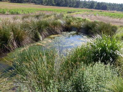 Pozo del Chabarcón - imagen 3