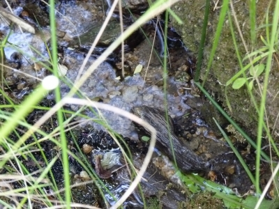 Fuente de Cañá el Endrino - imagen 3