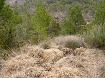 Fuente del Ebrillejo - imagen 7