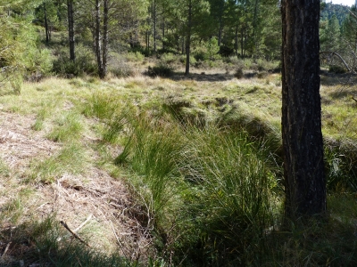 Las Fuentes III - imagen 2