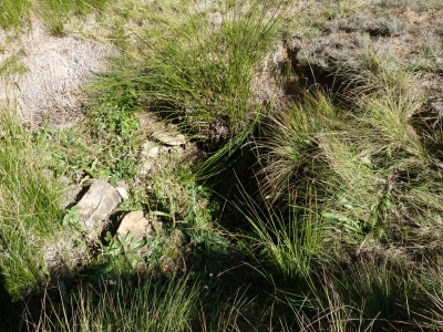 Las Fuentes III - imagen 4