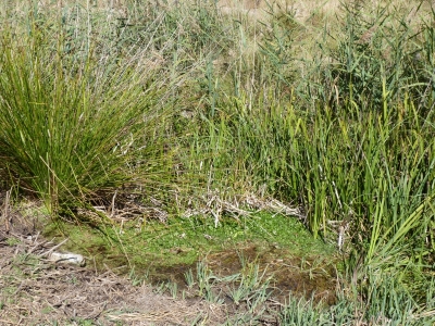 Encaño Chaparro - imagen 1