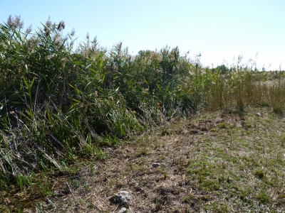 Encaño Chaparro - imagen 3