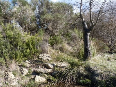 Fuente del Perdigón - imagen 4