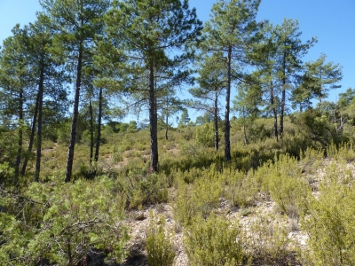Pozo de Cañailla Hermosa - imagen 5