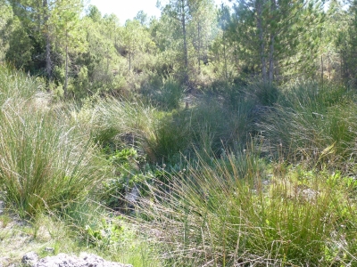 Fuente somera - imagen 1