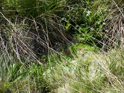 Fuente somera - imagen 2