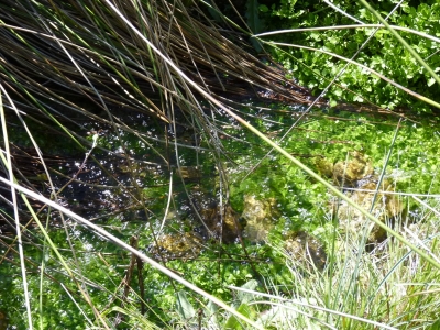 Fuente somera - imagen 3