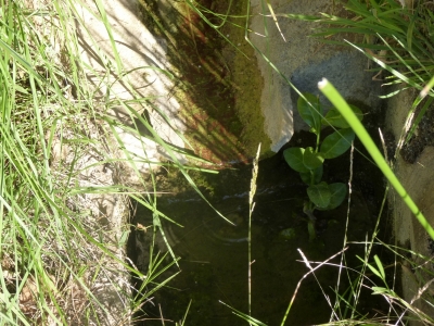 Fuente de la Teja - imagen 2