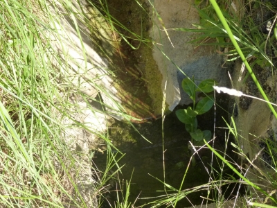 Fuente de la Teja - imagen 5