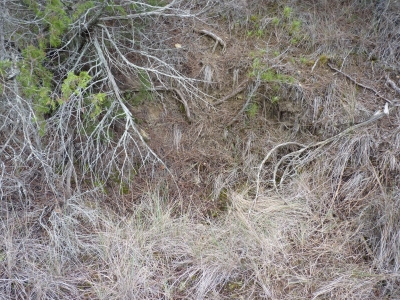Fuente de los Tres Pinos - imagen 1