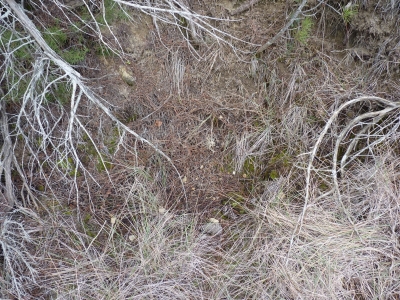 Fuente de los Tres Pinos - imagen 2