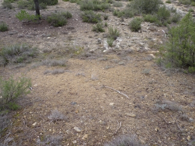 Fuente de los Tres Pinos - imagen 3