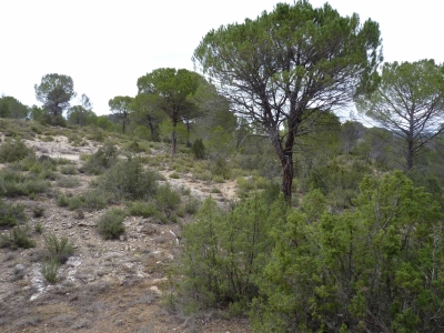 Fuente de los Tres Pinos - imagen 4