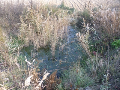 Balsas del Puente del Rio II - imagen 1