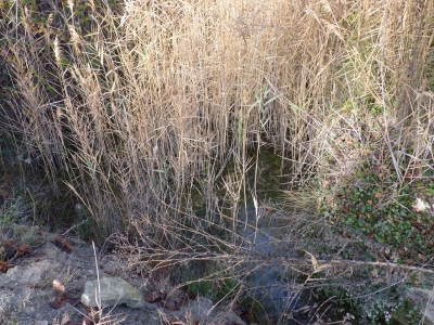 Balsas del Puente del Rio II - imagen 4