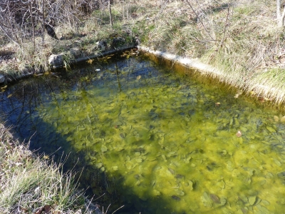 Fuente de la Cabezuela - imagen 5