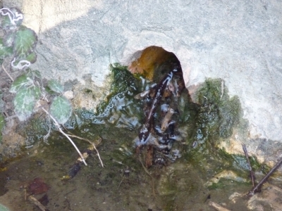 Fuente de la Huerta Cardo I - imagen 5