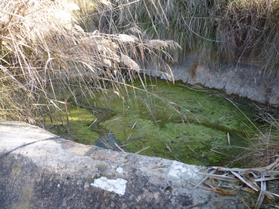 Fuente de la Huerta Conejo - imagen 3