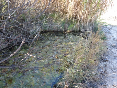Manantial del Pasillo - imagen 3